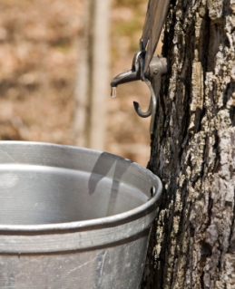 Just a drop in the bucket adds up to gallons of maple syrup
